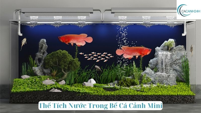 Thể Tích Nước Trong Bể Cá Cảnh Mini