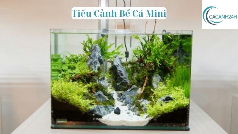 Tiểu Cảnh Bể Cá Mini